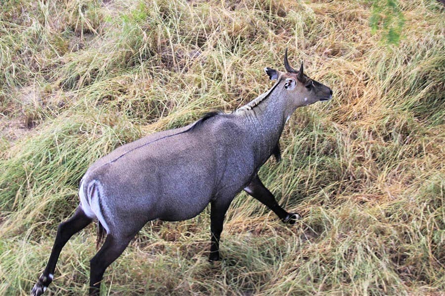 Locals rescue endangered Nilgai in Naogaon
