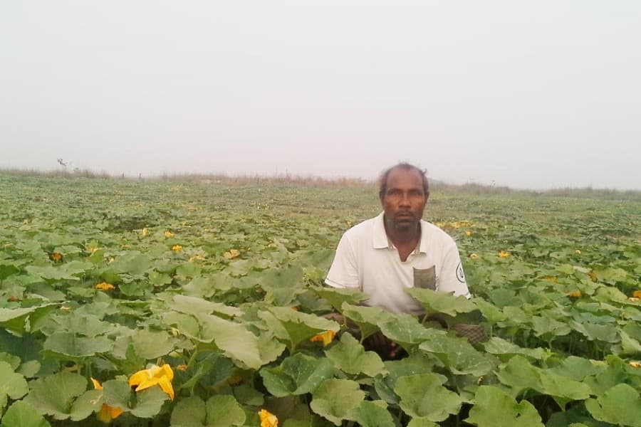 Vegetable farming on 0.10 million  hectares in Sylhet division