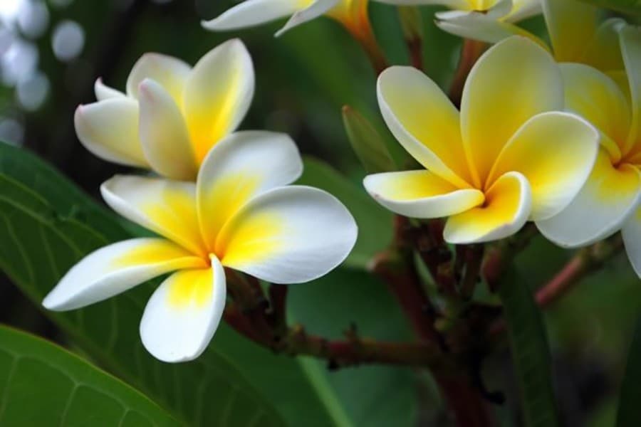 Flower business in Jashore blooms in February