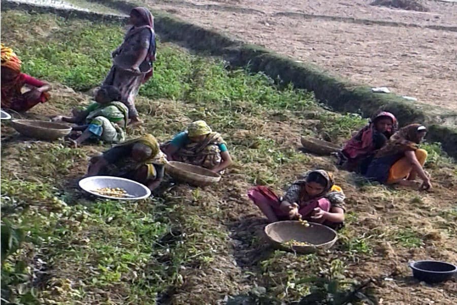 Rangpur female labourers  get less wages than males