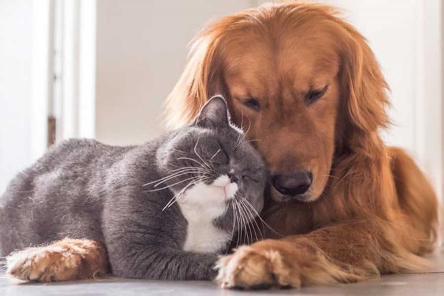 Dog owners are much happier than cat owners, survey finds