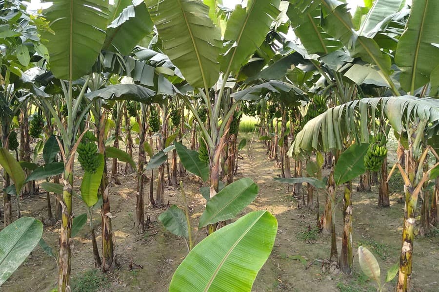 ‘Sabri’ banana farming expands in Joypurhat