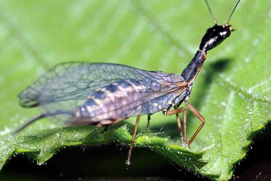 Ensuring ecological balance with insects