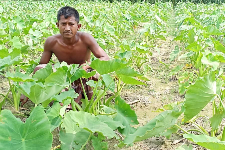 Rangpur arum cultivators optimistic of achieving good production