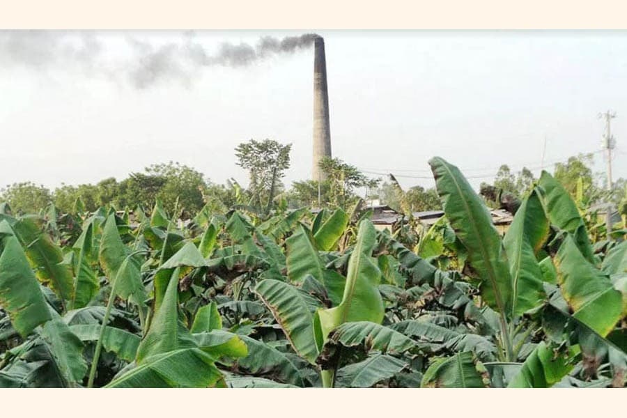 Brick kilns’ emissions damage paddy, banana fields