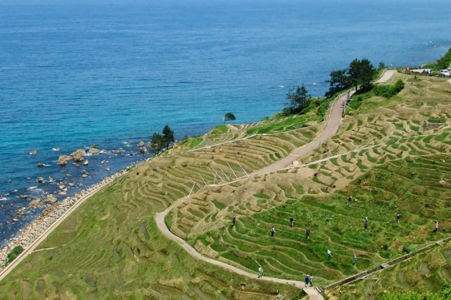 Protecting coastal agriculture through transformational adaptation