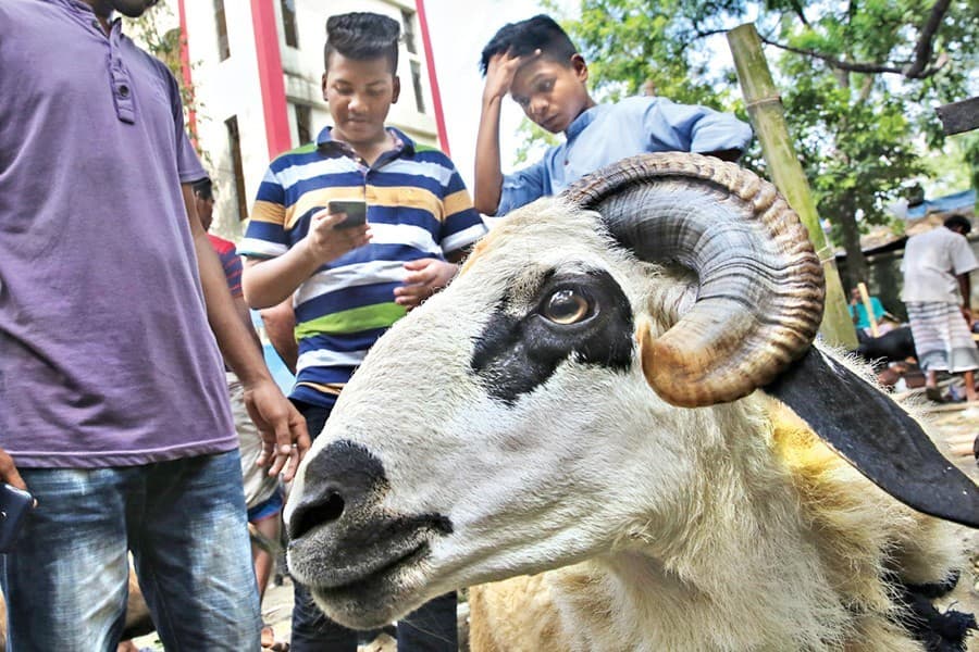 Sacrificial animals in surplus