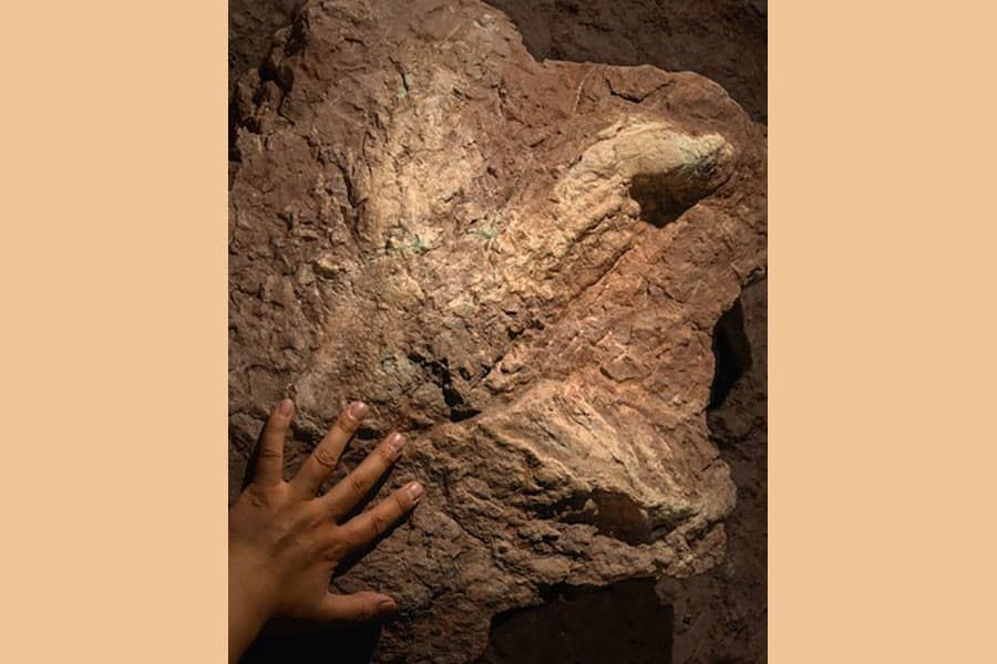 Asia’s first Tyrannosauripus footprint found in China