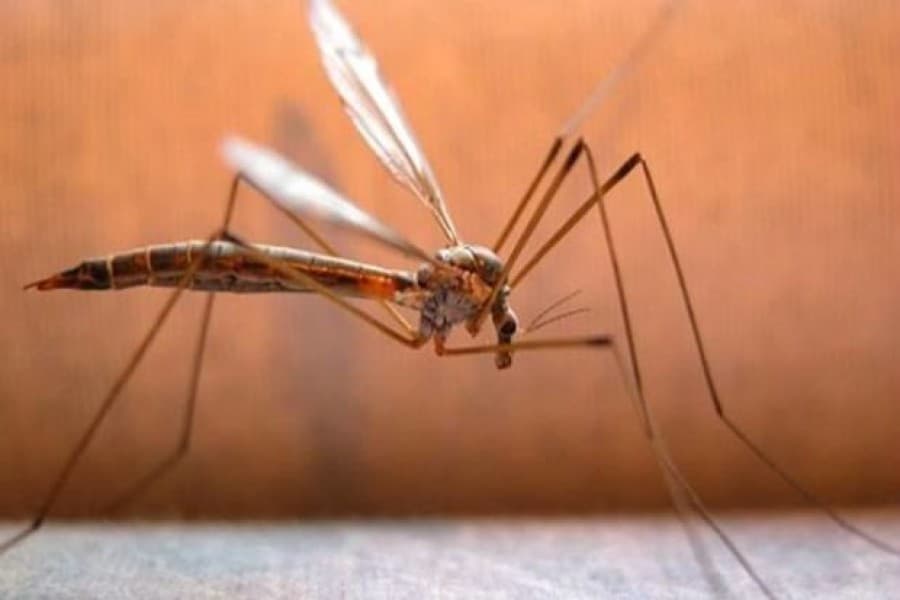 Highest level of Aedes larvae found at transport hubs, slums in Dhaka