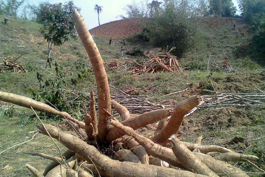 Cassava grows well  in Lalmai hills