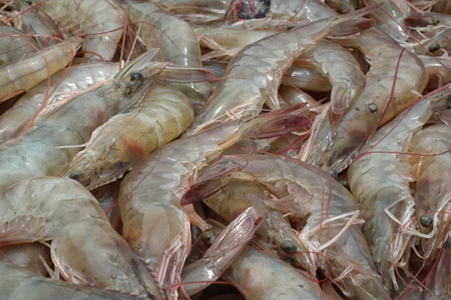 Drastic fall in shrimp export earnings