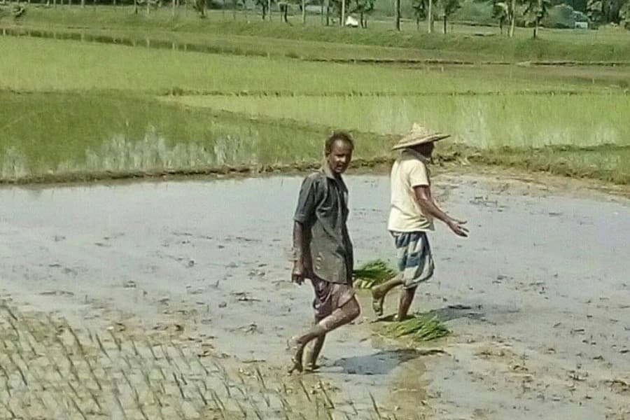 T-Aman farmers in Sylhet division complete replanting of paddy seedlings