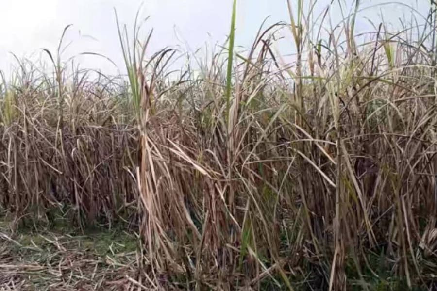 Red rot disease affects sugarcane plants in Raninagar upazila