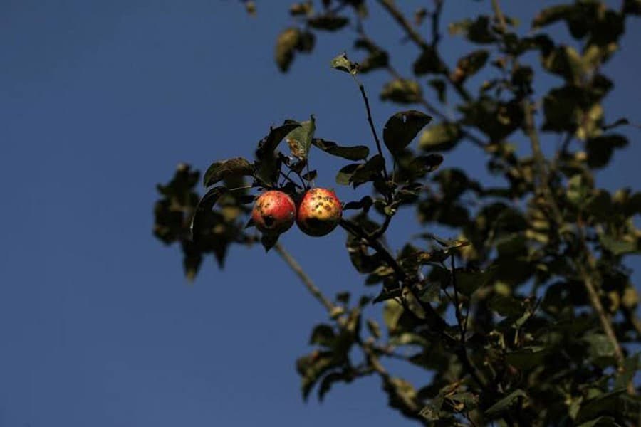 Apples rot in Kashmir orchards, as lockdown puts economy in tailspin