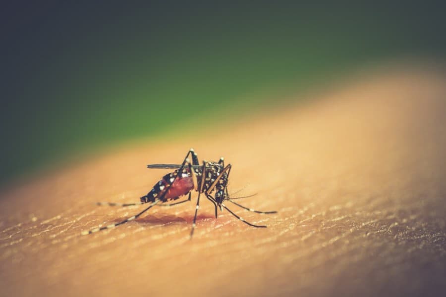 Dengue claims two more lives