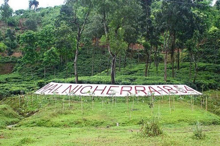 Sylhet tea industry hamstrung by investment crunch
