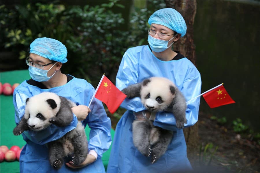 Giant panda research institute established in China's Sichuan