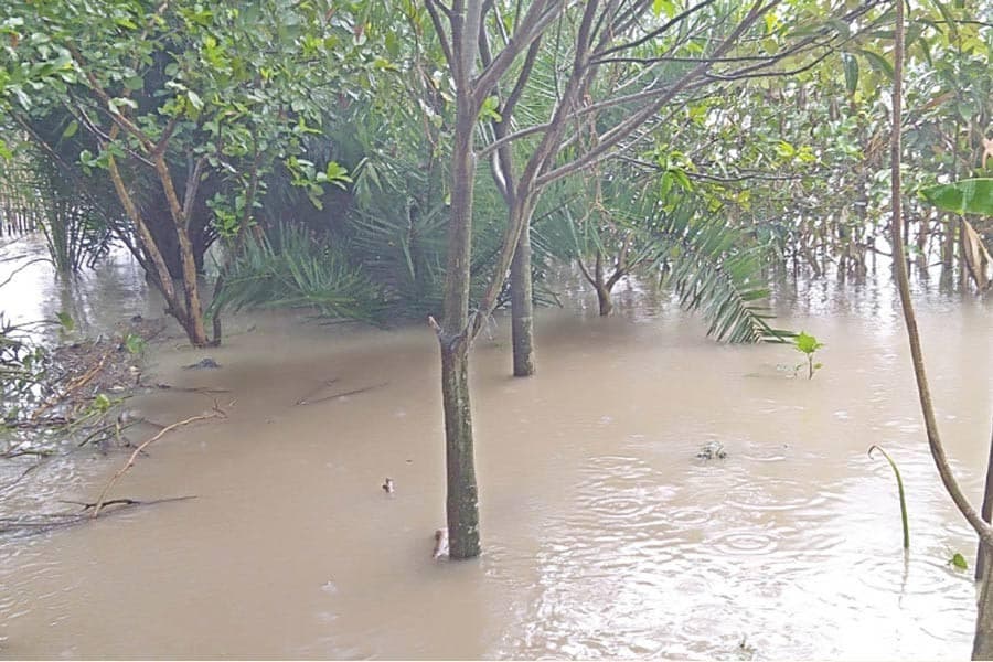Crops on 10,570 hectares under water as rivers swell in C'nawabganj, Natore