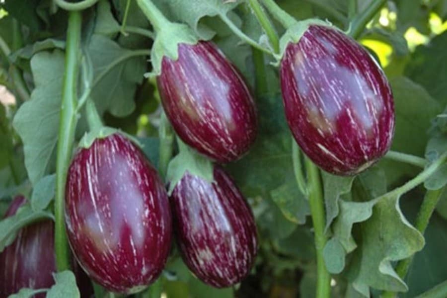 Merit of Bt brinjal technology