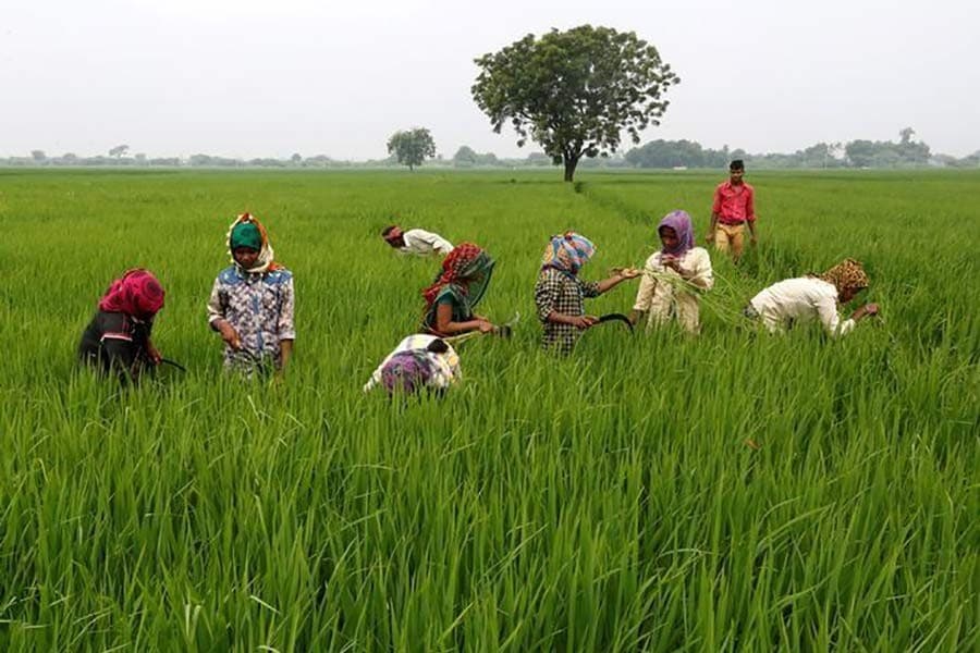 India: Bolstering the farm sector and food security