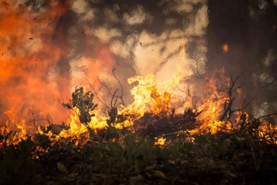 Mexican forest fires leave three dead