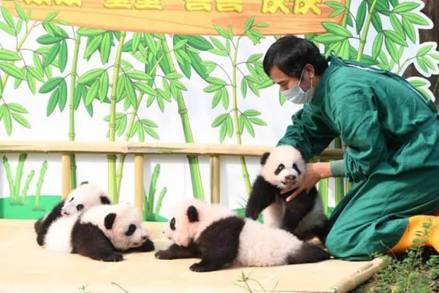 Number of captive pandas increases to 600 globally