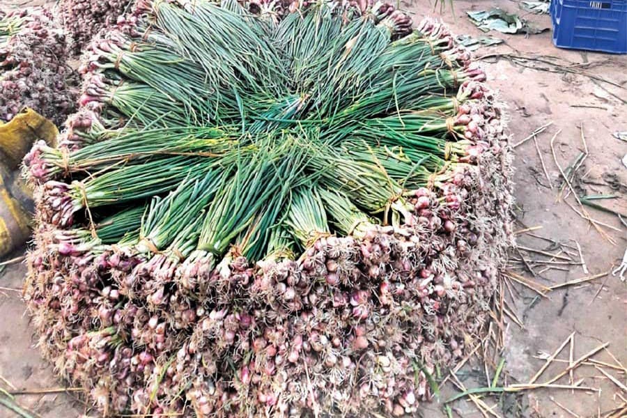 Tangail farmers profit from green onion