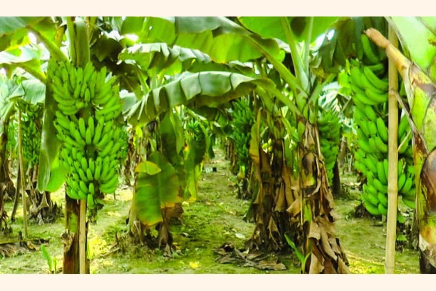 Banana farming gains popularity in Naogaon