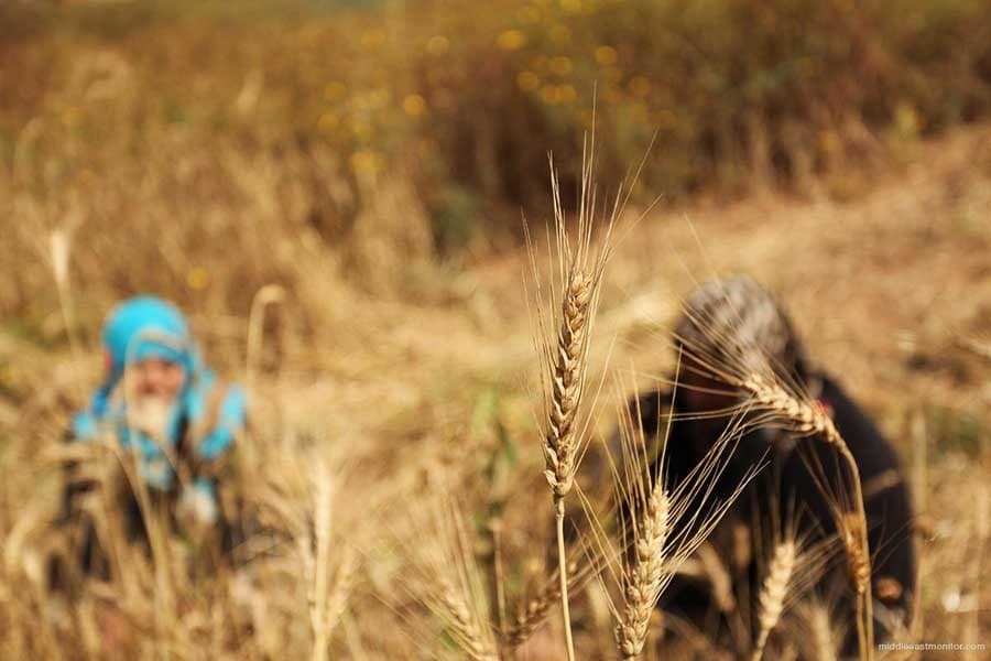 Israel's agricultural damages reach $77m in 2019