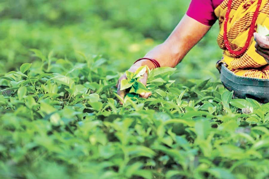 Tea production rises to 95m kg in 2019