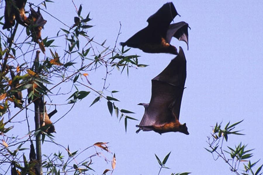 Bangladesh confirms Nipah case in Khulna