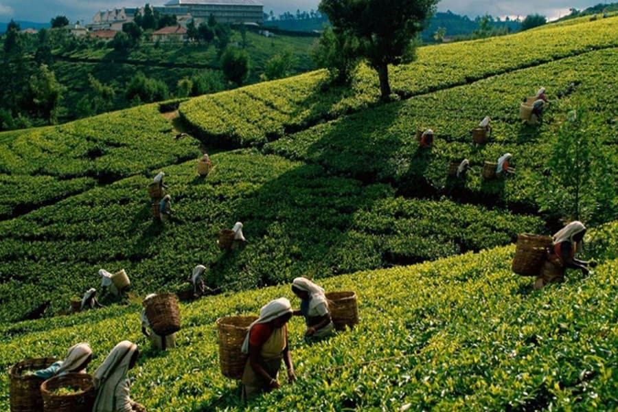 Bangladesh Bank underscores branding of local teas