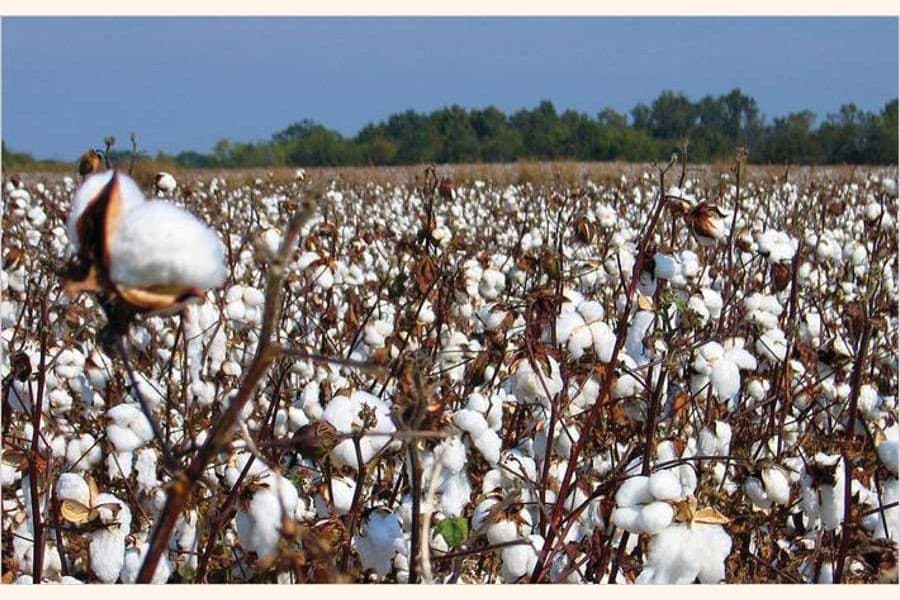 Cotton import from US: Revoking the provision of double fumigation