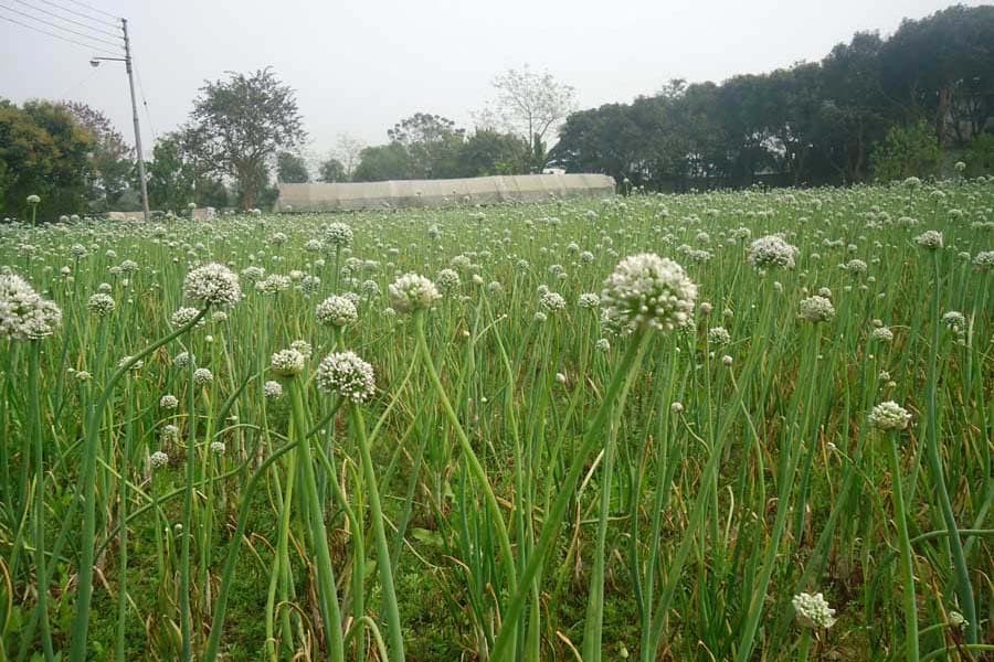 High price of onion makes Magura growers happy