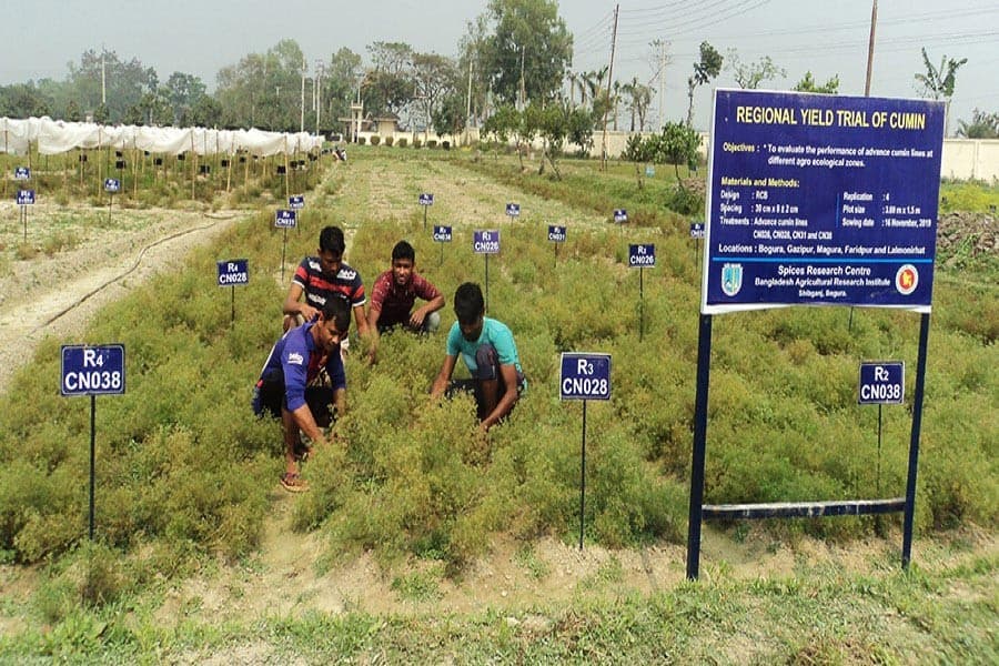 BARI-1 cumin cultivation proved lucrative to Barind region cultivators