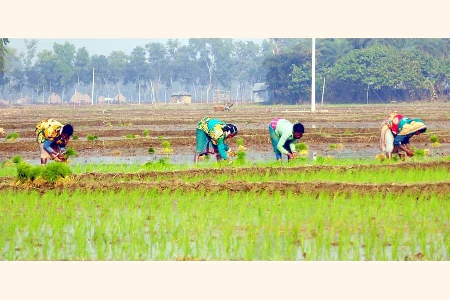 Boro farming set to slump