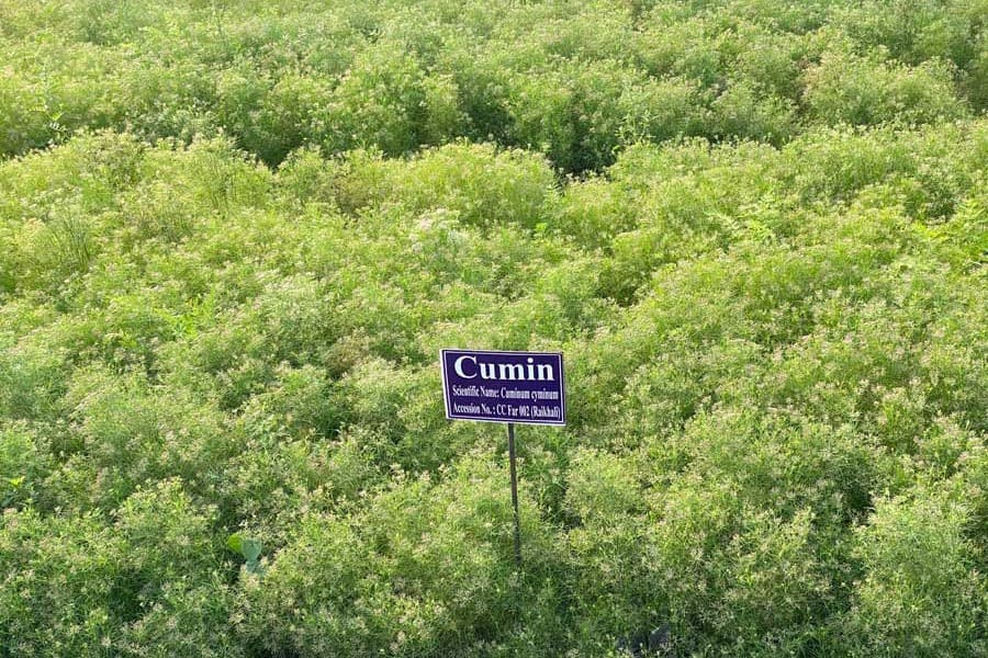 Cumin successfully grown in Faridpur