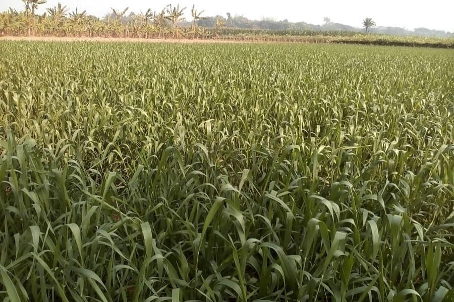Maize cultivation getting a boost in Naogaon