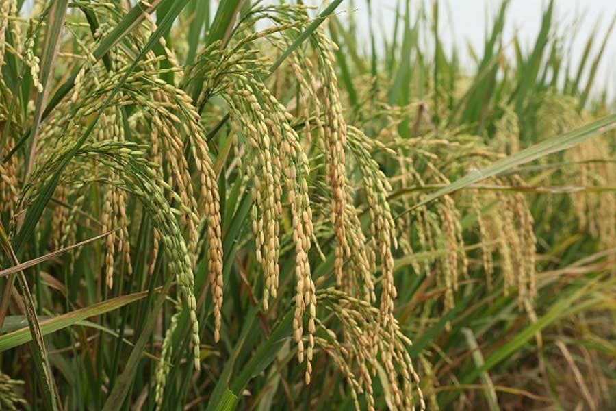 Paddy procurement: Intention and outcome