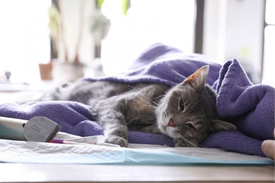 Pet cat tests positive for coronavirus in Hong Kong