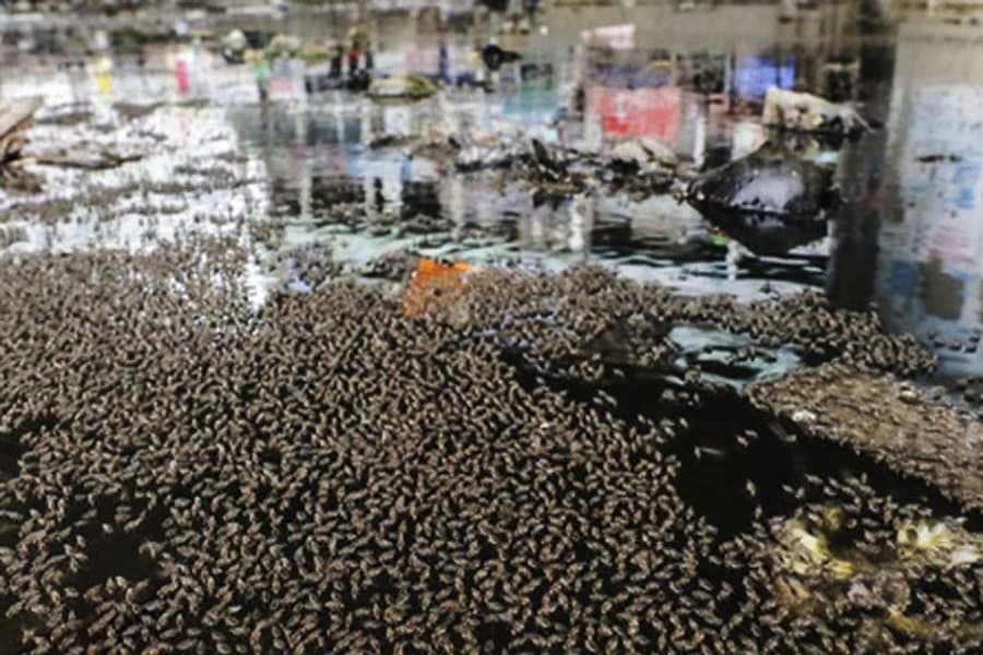 Trouble looms as multi-storey buildings double up as mosquito hubs in Dhaka
