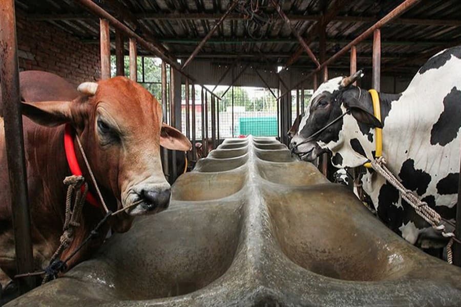 Dairy farmers bear brunt of shutdown
