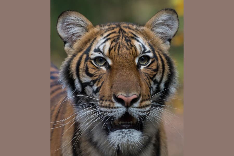 Tiger at New York’s Bronx Zoo tests positive for coronavirus