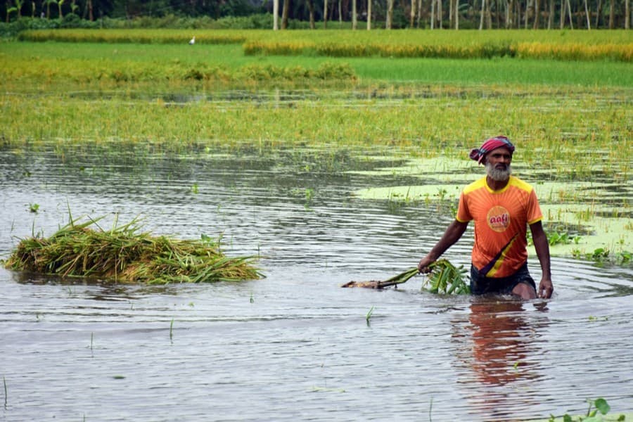 Amphan causes damage to crops worth Tk 6.72b