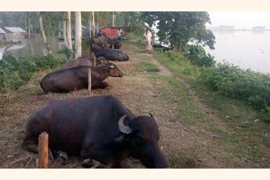 Cattle raisers fear price slump in Magura