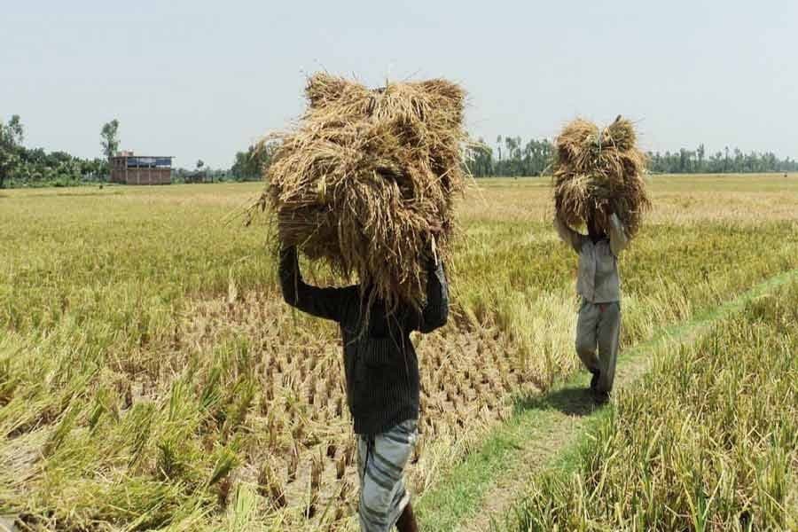Boro farmers report 40pc deficit between actual and expected profit