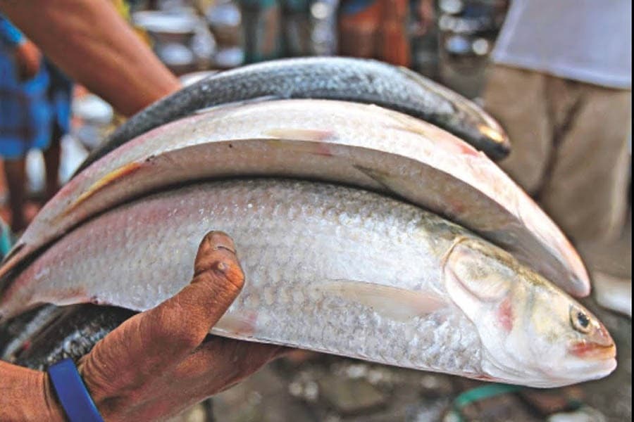 Hilsa dearer despite abundant supply