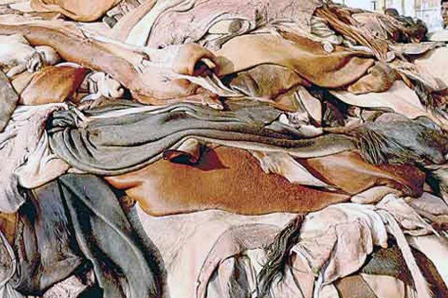 Country loses 30pc rawhide every year for improper preservation