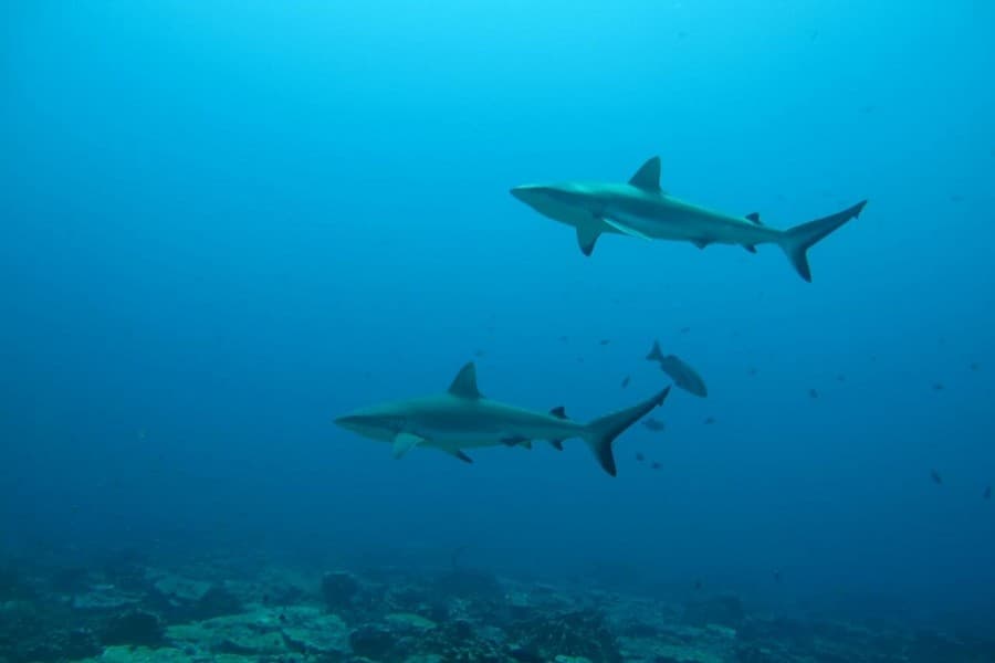 'Secret' life of sharks: Study reveals their surprising social networks