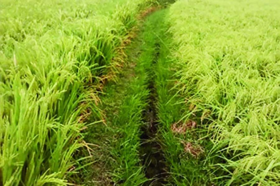 Record 0.18m tonnes Aush rice produced in Rangpur